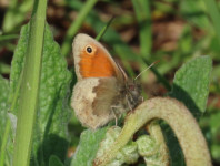 Small-Heath
